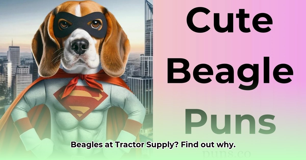 tractor-supply-beagle